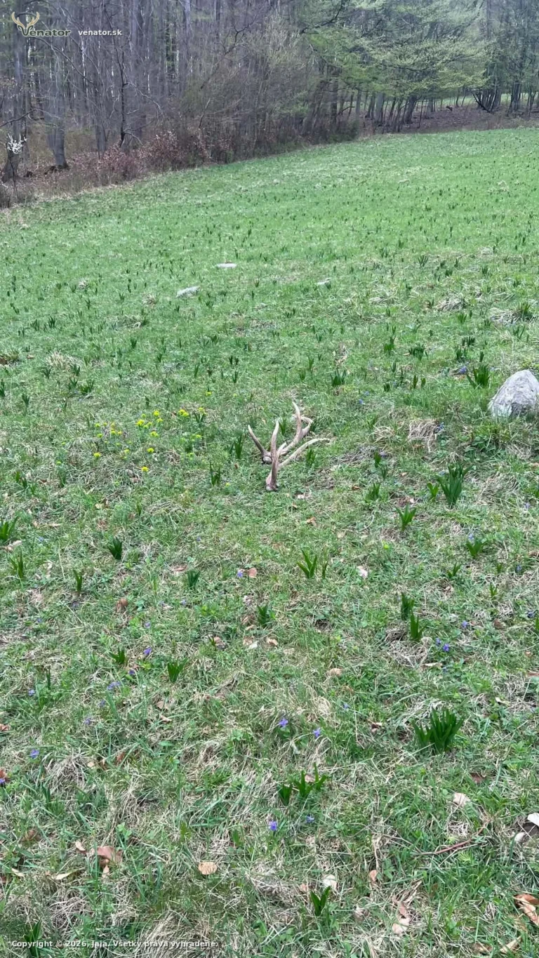 Jeleň šesť torák pára
