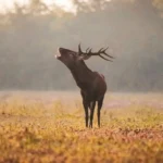 Jelenia ruja – keď les na pár týždňov ovládne kráľ našich hôr