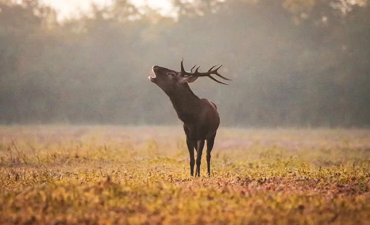 Jelenia ruja – keď les na pár týždňov ovládne kráľ našich hôr