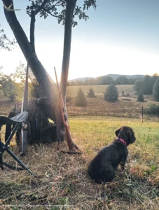 Sunset🌲