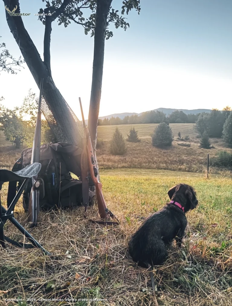 Sunset🌲