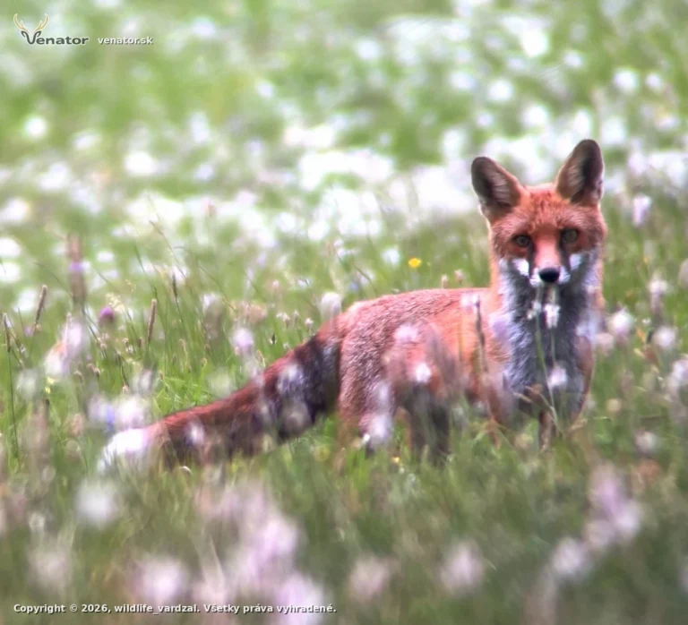 Líška Hrdzavá (Vulpes vulpes)