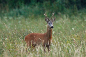 Srnec na lúke