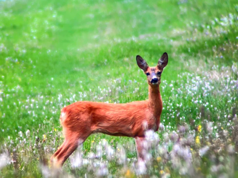 Srná Lesná (Capreolus capreolus)