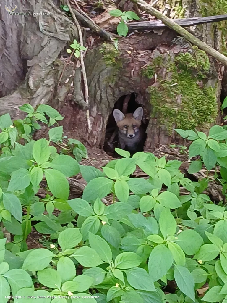 V starej vrbe🌿🌲🌿