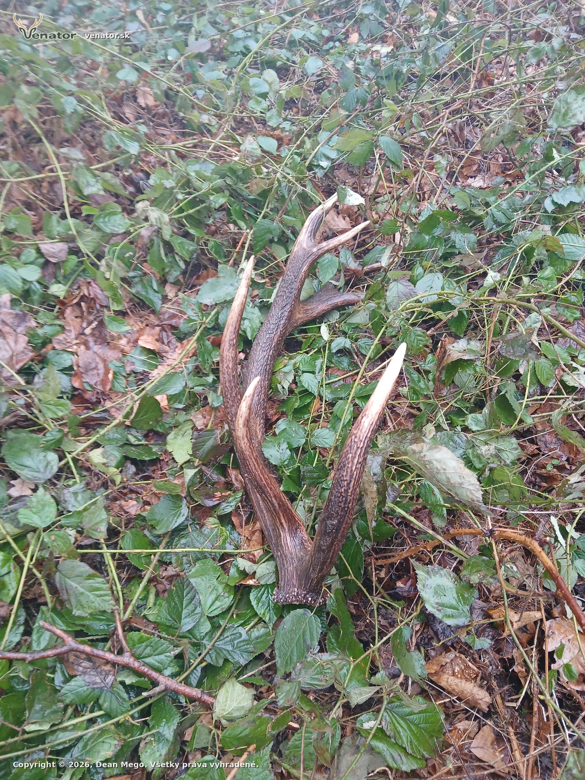 Ked sa srdce rozbucha