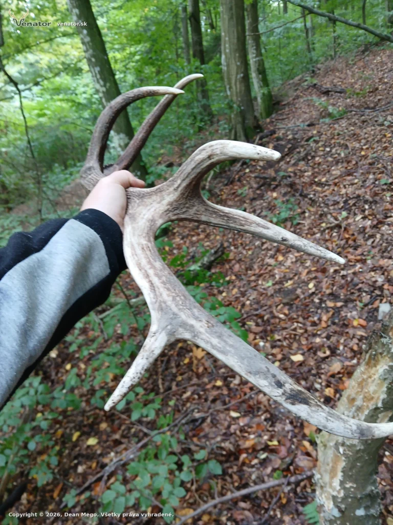 Pekna koruna