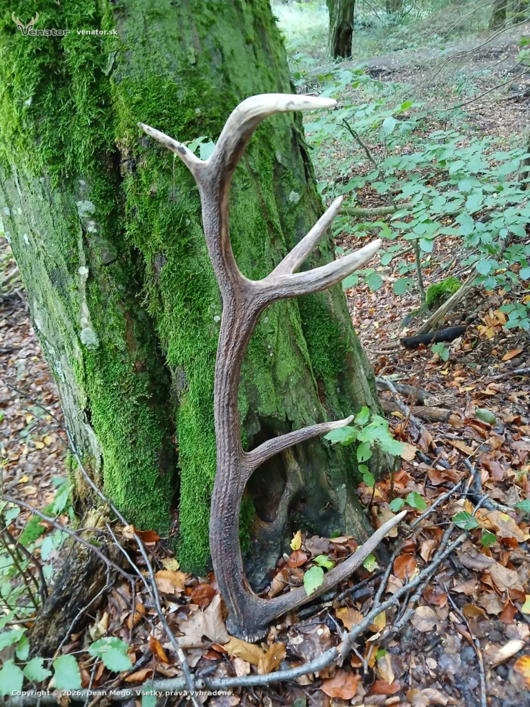 Potesil