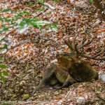 Pán lesa 🦌📸