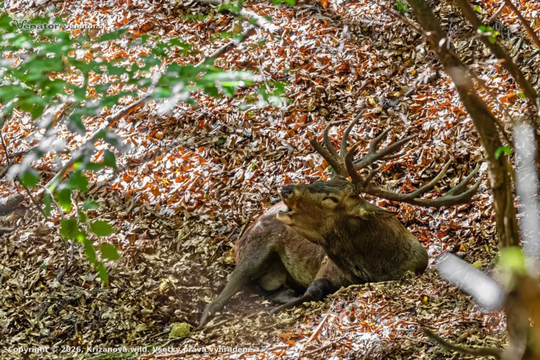 Pán lesa 🦌📸