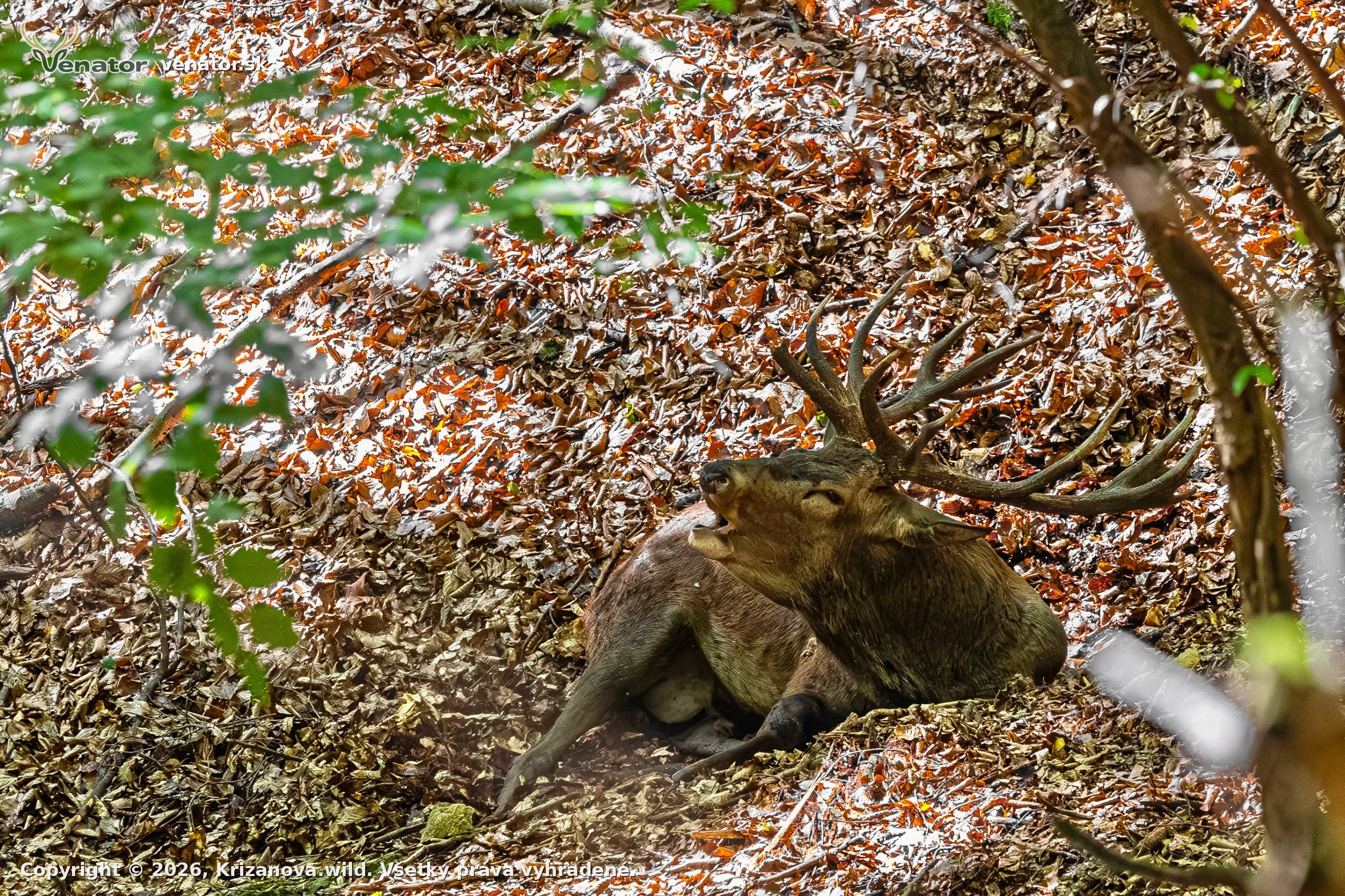 Pán lesa 🦌📸