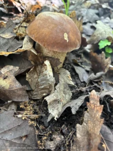 🍄‍🟫🍄‍🟫