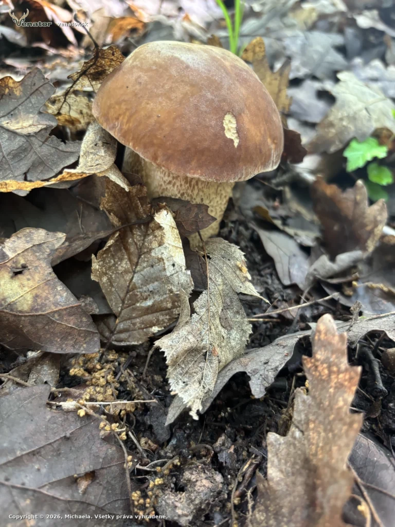 🍄‍🟫🍄‍🟫