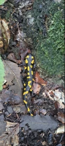 Salamandra Škvrnitá