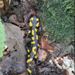 Salamandra Škvrnitá