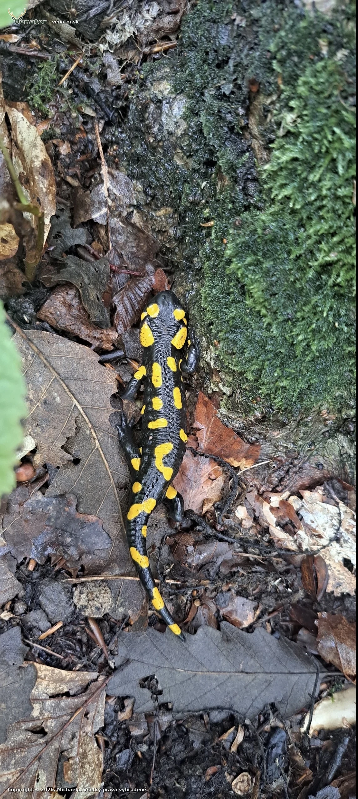 Salamandra Škvrnitá