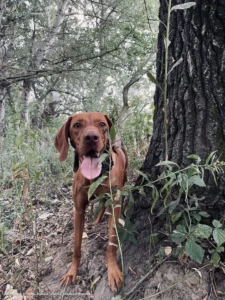 Les je náš domov🌲❤️‍🩹