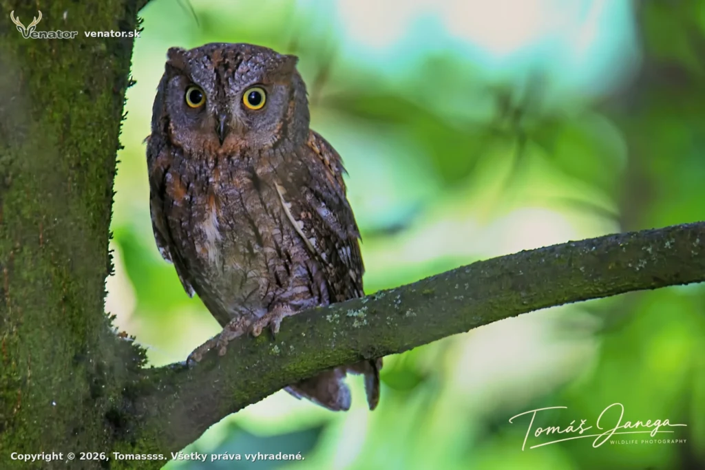 Výrik lesný ( Otus Scops)