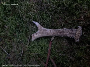 Prekvapenie od srnčeka 🦌