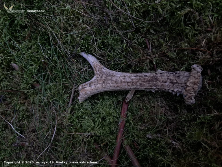 Prekvapenie od srnčeka 🦌