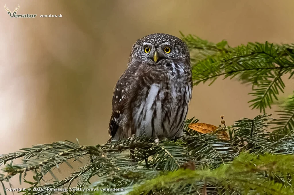 Malý Drzáň Kuvíčok Vrabčí (Glaucidium passerinum)