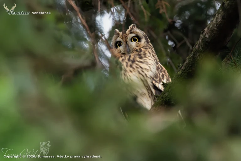 Myšiarka Močiarna (Asio Otus)