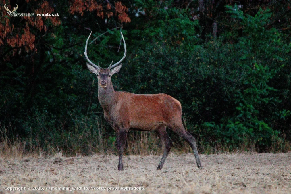 6torak